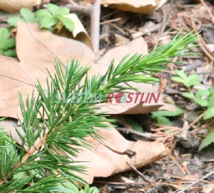 jalovec poben - Juniperus conferta