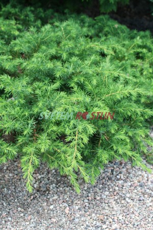 jalovec poben - Juniperus conferta