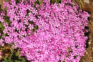 plamenka šídlovitá - Phlox subulata