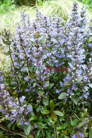 zběhovec plazivý - Ajuga reptans