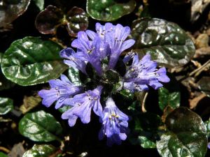 zběhovec plazivý - Ajuga reptans