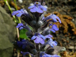 zběhovec plazivý - Ajuga reptans