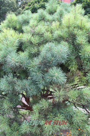 borovice lesní Watereri - Pinus sylvestris Watereri