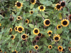 Sanvitlie plaziv - Sanvitalia procumbens