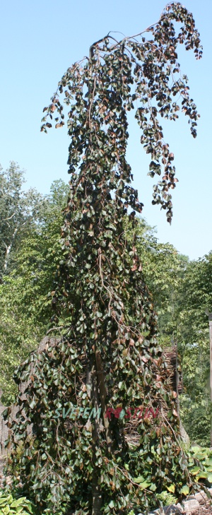 buk lesní Purple Fountain - Fagus sylvatica Purple Fountain