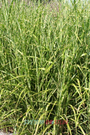 ozdobnice čínská Zebrinus - Miscanthus sinensis Zebrinus