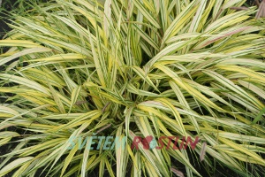 Hakonechloa macra Aureola