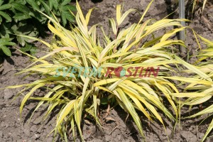 Hakonechloa macra Aureola