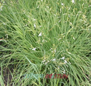 bělozářka větevnatá - Anthericum ramosum