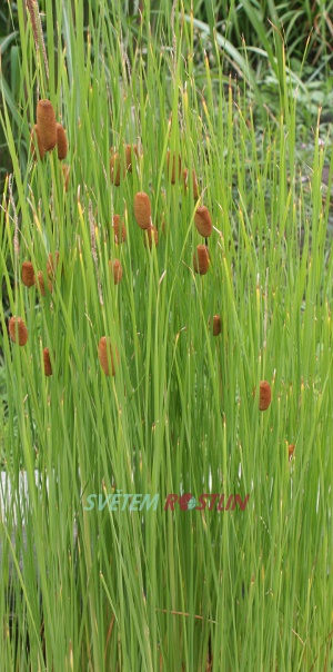 Typha lugdunensis