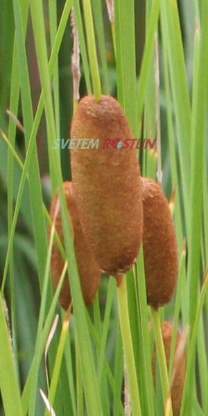 Typha lugdunensis