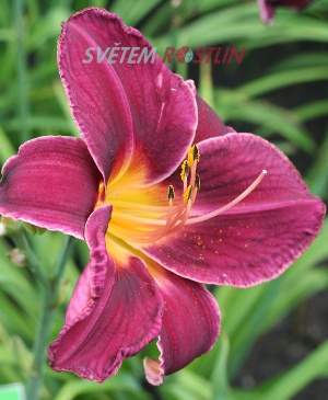 denivka hybrid Zorro - Hemerocallis hybrida Zorro