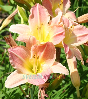 denivka hybrid Painter Poet - Hemerocallis hybrida Painter Poet