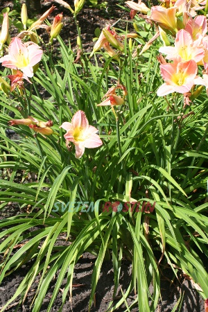 denivka hybrid Painter Poet - Hemerocallis hybrida Painter Poet