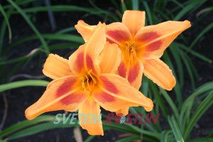 denivka hybrid Polka Time - Hemerocallis hybrida Polka Time