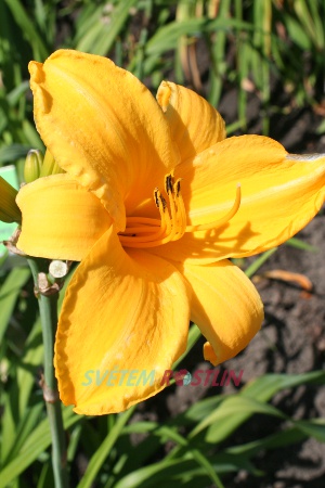 denivka hybrid Chicago Sunrise - Hemerocallis hybrida Chicago Sunrise