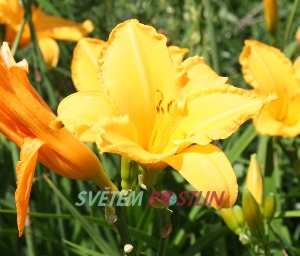 denivka hybrid Dinkum Aussie - Hemerocallis hybrida Dinkum Aussie