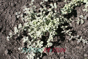 smil Variegatum - Helichrysum petiolare Variegatum