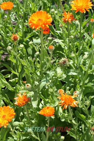 měsíček lékařský Geisha Girl - Calendula officinalis Geisha Girl