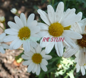 kopretinovec dřevnatý Dana - Argyranthemum frutescens Dana