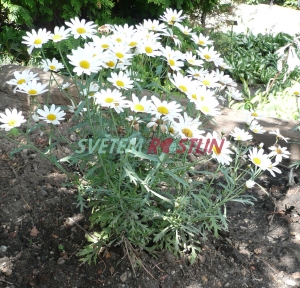 kopretinovec dřevnatý Dana - Argyranthemum frutescens Dana