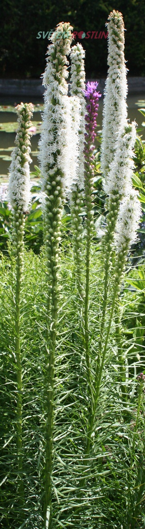 šuškarda klasnatá Alba - Liatris spicata Alba
