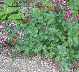 dobromysl Rosenkuppel - Origanum Rosenkuppel