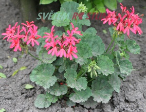pelargonie Brockbury Scarlet - Pelargonium Brockbury Scarlet