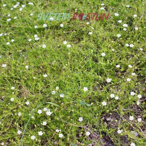 úrazník šídlovitý Aurea - Sagina subulata Aurea