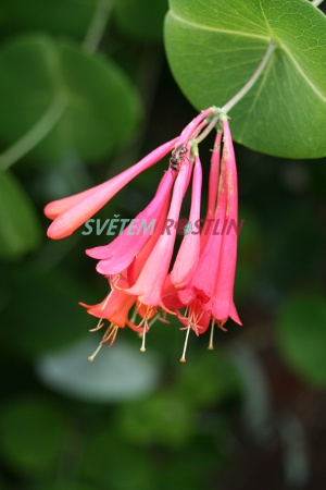 zimolez Brownův Dropmore Scarlet - Lonicera × brownii Dropmore Scarlet