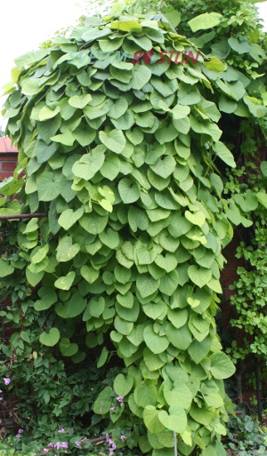 podraec velkolist - Aristolochia macrophylla