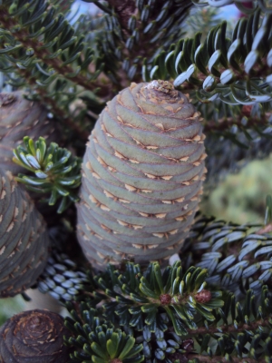 jedle korejská Peach Melba - Abies koreana Peach Melba