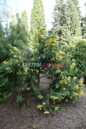 pazerav sbíhavý Aureovariegata - Calocedrus decurrens Aureovariegata
