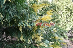 pazerav sbíhavý Aureovariegata - Calocedrus decurrens Aureovariegata