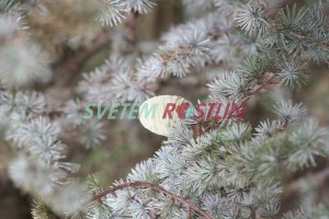 cedr atlaský - Cedrus atlantica