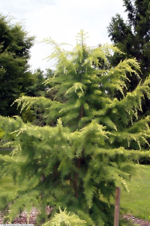 cedr atlaský Aurea - Cedrus atlantica Aurea