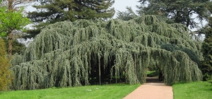 cedr atlaský Glauca Pendula - Cedrus atlantica Glauca Pendula