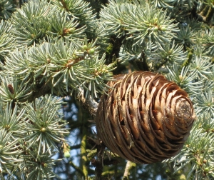 cedr atlaský Glauca Pendula - Cedrus atlantica Glauca Pendula