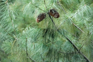 borovice Armandova - Pinus armandii