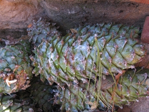 borovice Armandova - Pinus armandii