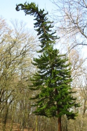pajehličník přeslenatý - Sciadopitys verticillata
