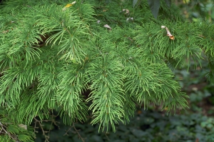 pamodřín líbezný - Pseudolarix amabilis