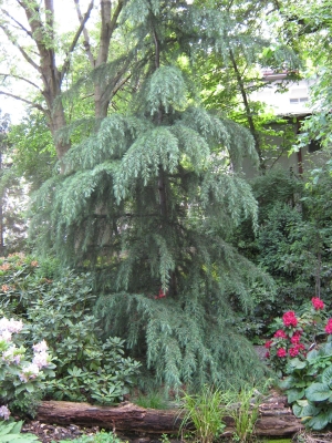 pamodřín líbezný - Pseudolarix amabilis