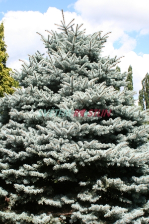 smrk pichlavý Glauca Globosa - Picea pungens Glauca Globosa