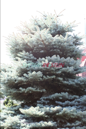 smrk pichlav Montgomery - Picea pungens Montgomery