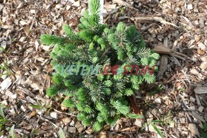 smrk pichlavý Waldbrunn - Picea pungens Waldbrunn