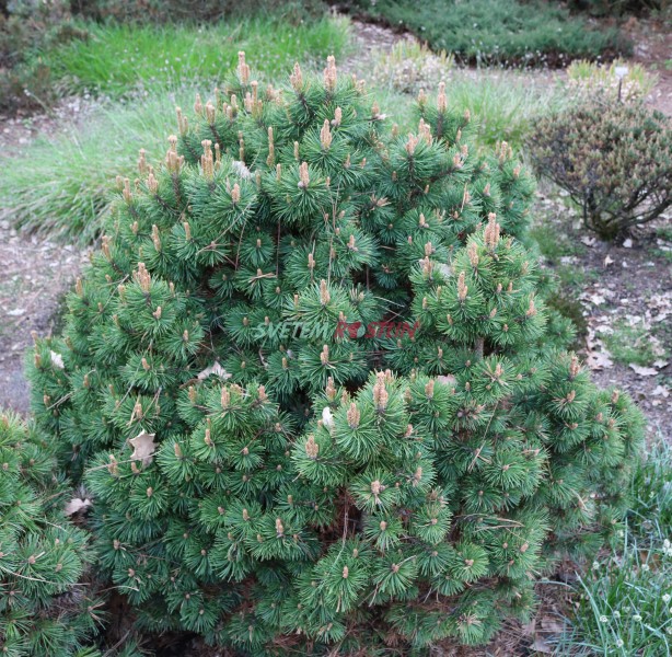 borovice pyrenejsk Grne Welle - Pinus uncinata Grne Welle