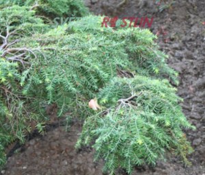 jedlovec kanadský Nana - Tsuga canadensis Nana