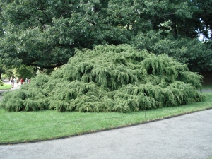jedlovec kanadský Pendula - Tsuga canadensis Pendula