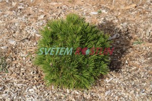borovice Heldreichova Schmidtii - Pinus heldreichii Schmidtii